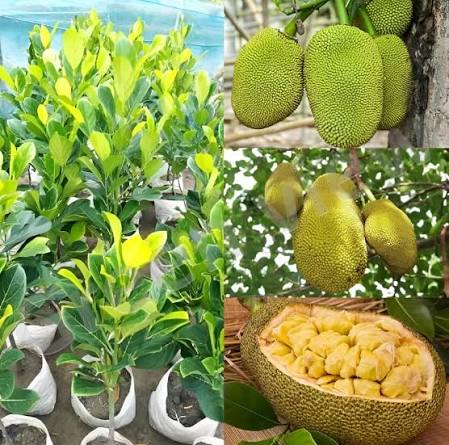 Seedless Jackfruit Plants — Jackfruit sapling available at Agro Nursery Garden